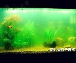 魚缸可以用活性炭來凈化嗎？